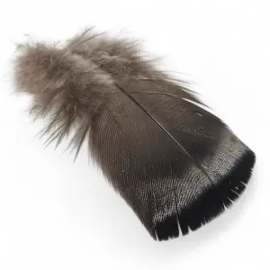 Kindale Bronze Turkey Body Plumage