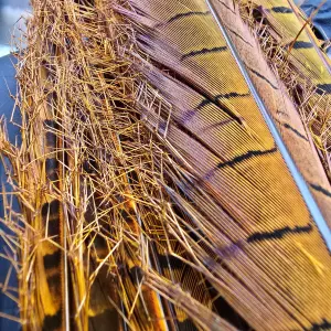 Double Knotted Pheasant Tail