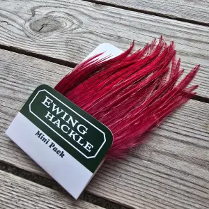 Ewing Cock Mini Pack 10-12