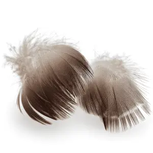 Mallard Duck Neck Feathers