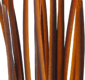Polish Quills Hand Stripped Peacock Quills