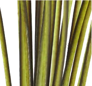 Polish Quills Hand Stripped Peacock Quills