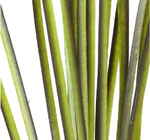 Polish Quills Hand Stripped Peacock Quills