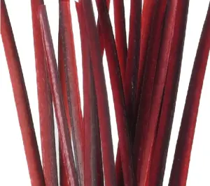 Polish Quills Hand Stripped Peacock Quills