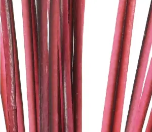 Polish Quills Hand Stripped Peacock Quills