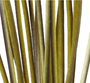 Polish Quills Hand Stripped Peacock Quills