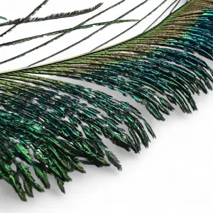 Veniards Peacock Sword Tails
